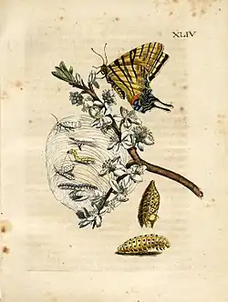 Schlehdorn (Band 2, Tafel 44), koloriert