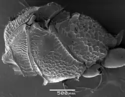 Mesosoma eines Weibchens