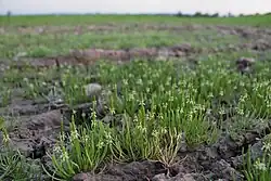 Massenbestand von Myosurus minimus auf einem Acker bei Bonn