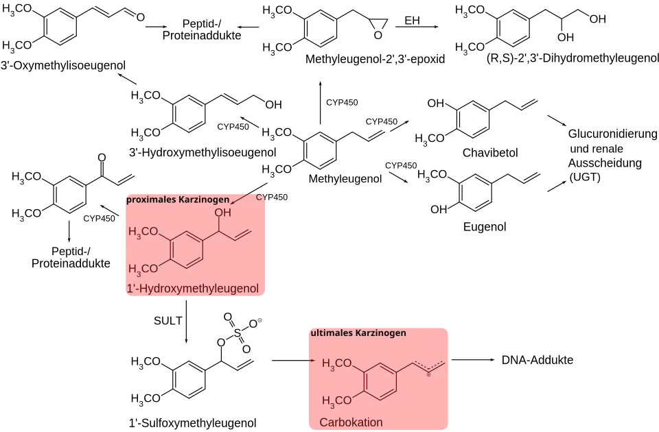 Metabolisierung von Methyleugenol