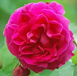 ‘Michel Bonnet’ (syn. ‘Catherine Guillot’), Guillot fils, 1864