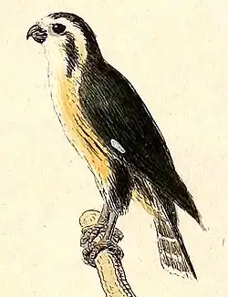 Kittlitz (1832): Kupfertafeln zur Naturgeschichte der Vögel, plate 3, fig. 2.[10]