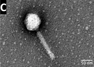 TEM-Aufnahme der lytischen Pseudomonas-Phagen AA20 („Pseudomonas-Phage vB_PaeM_HTN3“)[8]