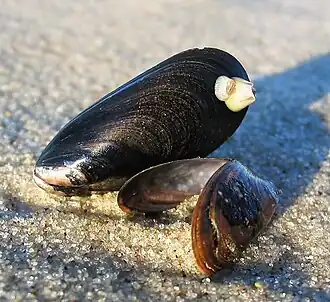 Miesmuschel (Mytilus edulis) sowie Miesmuschelschale am Strand