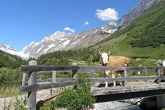 Fafleralp im Sommer mit Blick zum Langgletscher unterhalb der Lötschenlücke (links).