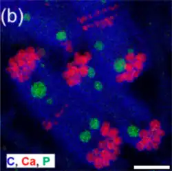 Die EDXS-Element­kar­te zeigt Anordnung von Karbonat- (rote Far­ben) und Poly­phos­phat-Ein­schlüs­sen (grü­ne Far­ben). Balken 1 µm.[8]