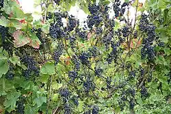 Blauer Burgunder – Lockere Traubenverteilung über die gesamte Laubwand