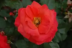 ‘Mireille Mathieu’, Kordes, 1988