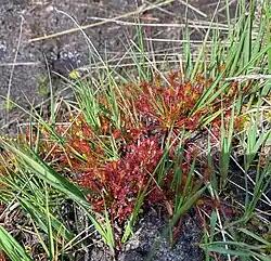 Mittlerer Sonnentau (Drosera intermedia)