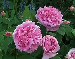 ‘Madame Knorr’, Victor Verdier, 1855