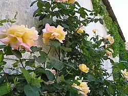 ‘Climbing Peace’, 1951