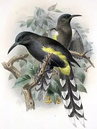 Ohrbüschelmoho aus Walter Rothschild: The Avifauna of Laysan, 1893–1900