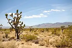 Josua-Palmlilien im Ivanpah Valley, im Hintergrund die New York Mountains