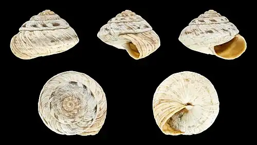 Monilearia praeposita