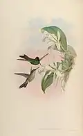 Violettstirn-Brillantkolibri illustriert von John Gould und Henry Constantine Richter