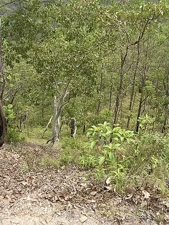 Eucalyptus alba und Melastoma in Railaco Craic