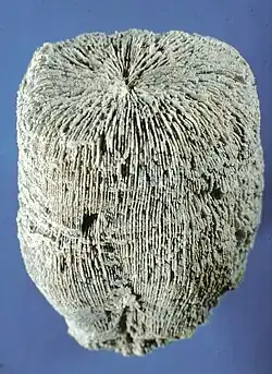 Montlivaltia obconica subdispar