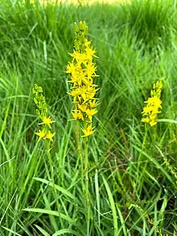 Die seltene Moorlilie findet man noch häufig in der Hildener Heide