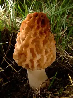 Fungi (Pilze): Morchella esculenta