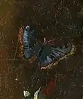 Schmetterling