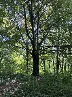 Kaiserbuche mit Kaiserbecken