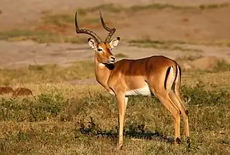 Schwarzfersenantilope, Männchen