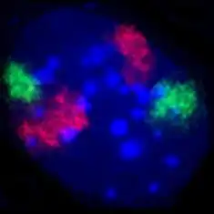 Zellkern eines Mausfibroblasten, durch Fluoreszenz-in-situ-Hybridisierung wurden die Territorien der Chromosomen 2 (rot) und 9 (grün) angefärbt. DNA-Gegenfärbung in blau.