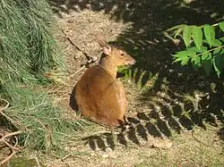 Chinesischer Muntjak