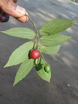 Reife und unreife Frucht