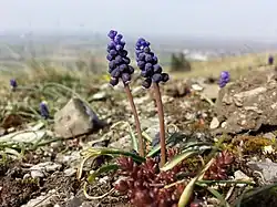 Weinbergs-Traubenhyazinthe