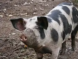 Tiere im Fredensdal Museum