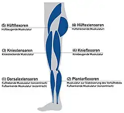Beschreibung der Funktionen der großen Muskelgruppen zur Festlegung der Funktionselemente einer Lähmungsorthese, die eingeschränkte Muskelfunktionen ausgleichen sollen.