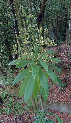 Musschia wollastonii