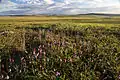 Tundra-Vegetation am Dalton Highway