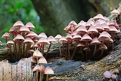 Viele Große Blut-Helmlinge mit dünnem Stiel und brauner Kappe auf einem Morschen Baumstamm