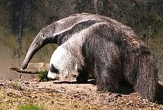 Großer Ameisenbär (Myrmecophaga tridactyla) im Kopenhagener Zoo