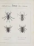 Illustration der Gebänderten Bodenspringspinne und weiterer Springspinnen aus Monographia Aranearum – Monographie der Spinnen von Carl Wilhelm Hahn ab 1820.