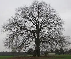Napoleonsbuche bei Lünen-Gahmen