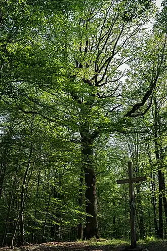 Gipfelkreuz und Eiche auf dem Katzenkopf