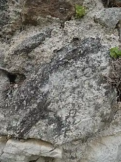 Faltenschenkel, der nahezu vollkommen von anatektischem Mobilisat durchtränkt wird