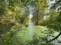 Am Alten Wasser – Altarm der Agger