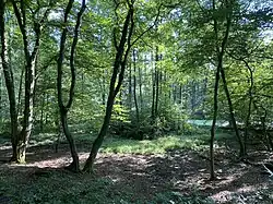 Auwald in der Aggeraue