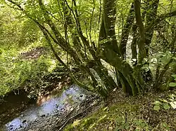 Unterlauf des Alemigsiefen Nähe Dürschbachtal