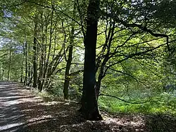 Buchenstarkholz am Rand der Talaue