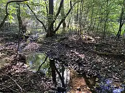 Naturnaher Antlenbach