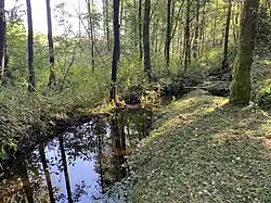 Der Antlenbach vor dem Stauteich bei Rhinschen-Schmidthausen
