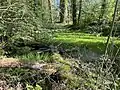 Sumpfwald nahe der Quelle des Kopperschaller Baches