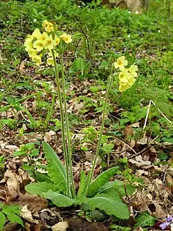 Hohe Schlüsselblume (Primula elatior)