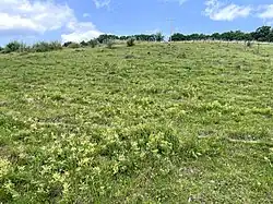 Magerwiese östl. Kettenberg – gr. Bestand an Zypressen-Wolfsmilch