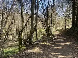 Auwald im mittleren Bereich